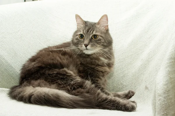 猫在扶手椅上 — 图库照片