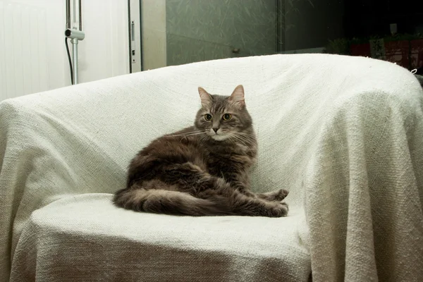 Gato en sillón — Foto de Stock