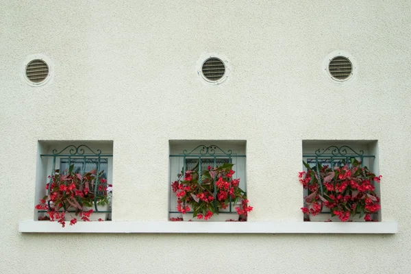Begonia roja en ventana — Foto de Stock