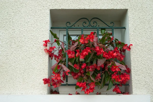 Rote Begonie am Fenster — Stockfoto