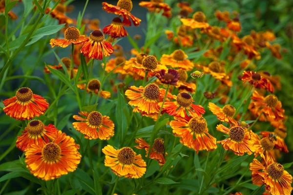 stock image Orange ox-eye daisy