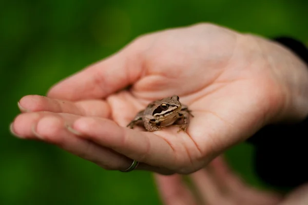 stock image Frog on hand