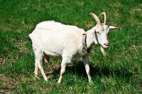 stock image Goats