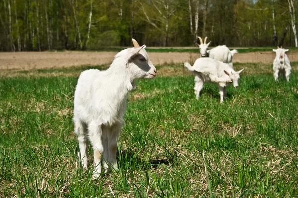 stock image Goats