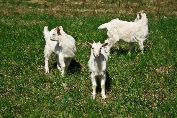 stock image Goats