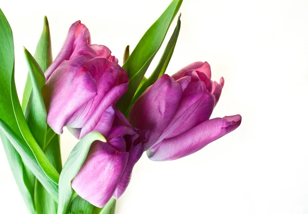 Růžová Tulipán — Stock fotografie