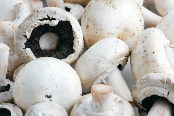 可食用的蘑菇 特别是多栽培物种双孢蘑菇 — 图库照片