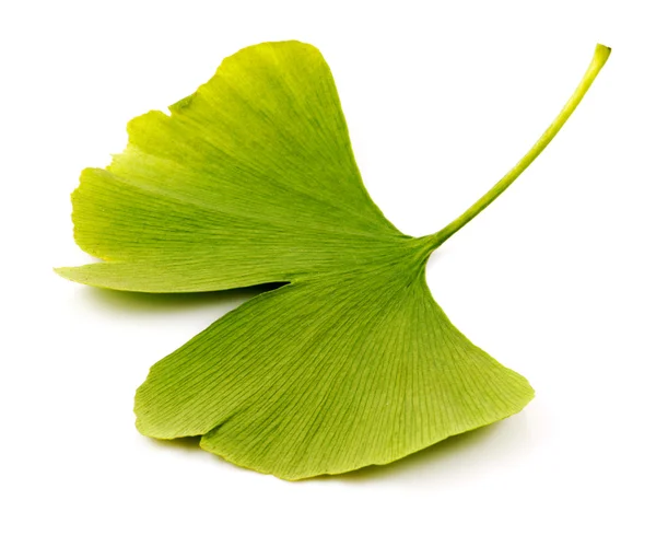 Ginkgo biloba — Fotografia de Stock