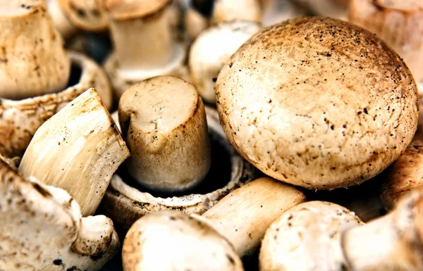 可食用的蘑菇，特别是多栽培物种上里 — 图库照片