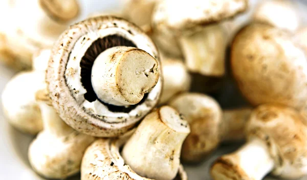 Jedlé houby, zejména tolik pěstovaných druhů agari — Stock fotografie