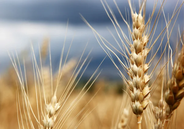 stock image Golden wheat growing in farm field