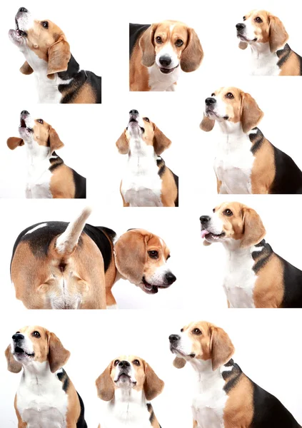 Beagle perro aislado sobre fondo blanco — Foto de Stock