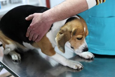 köpek veteriner cerrahi Hazırlık odası.