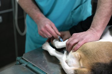 köpek veteriner cerrahi Hazırlık odası.