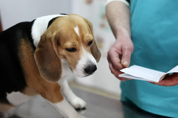 Hund hos veterinären i beredningslokalen kirurgi. — Stockfoto
