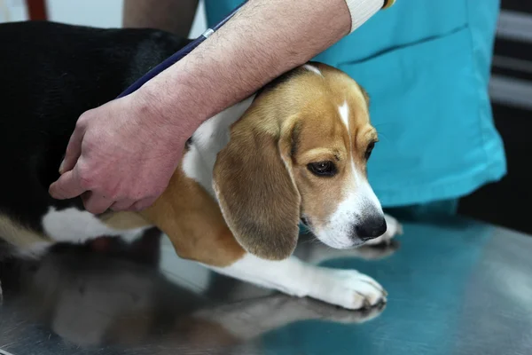 Cão no veterinário na sala de preparação da cirurgia . — Fotografia de Stock