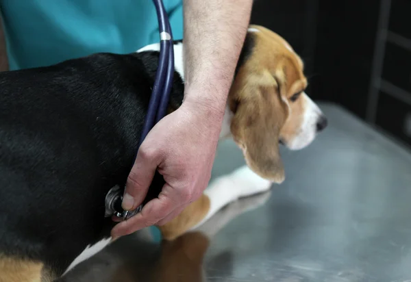 Hond bij de dierenarts in het bereidingslokaal chirurgie. — Stockfoto