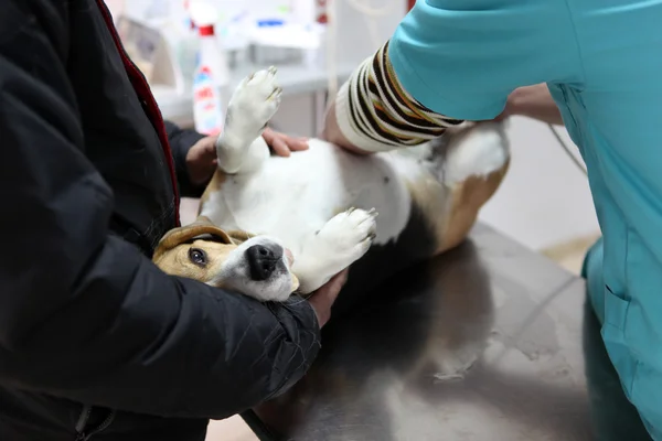 Perro en el veterinario en la sala de preparación de la cirugía . —  Fotos de Stock