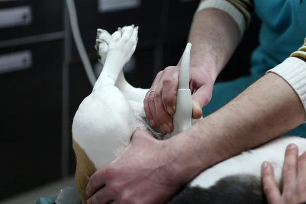 Собака у ветеринара в комнате подготовки к операции . — стоковое фото