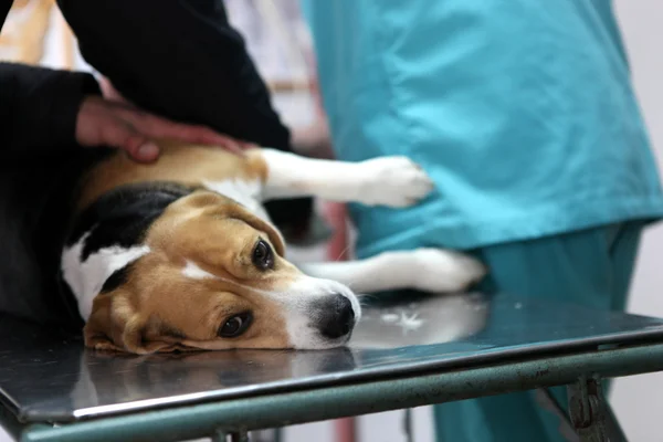 Pies u weterynarza w sali przygotowaniu operacji. — Zdjęcie stockowe