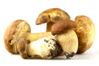 mantar - İtalyan, boletus mantarı