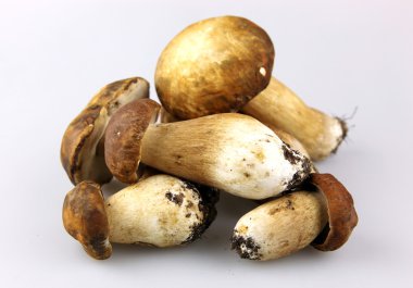 mantar - İtalyan, boletus mantarı