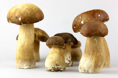 mantar - İtalyan, boletus mantarı