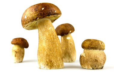 mantar - İtalyan, boletus mantarı