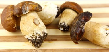 Mushrooms - Porcini, Boletus edulis clipart