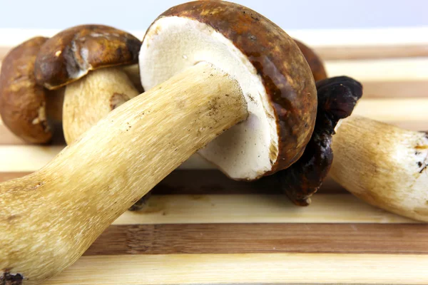 Mushrooms - Porcini, Boletus edulis — Stock Photo, Image
