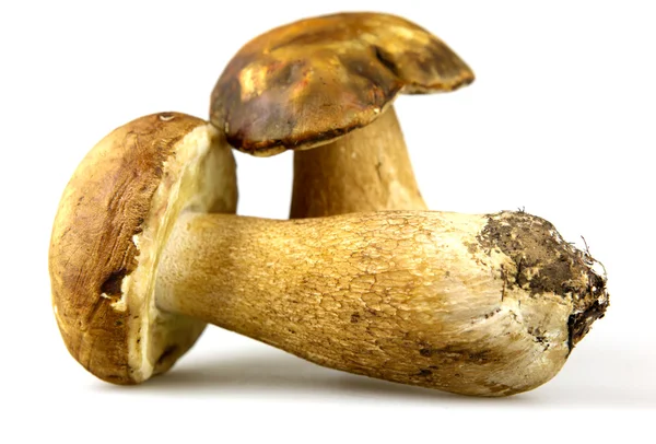 Mushrooms - Porcini, Boletus edulis — Stock Photo, Image