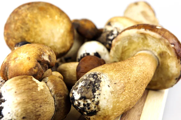 Гриби - білих грибів, білий гриб — стокове фото