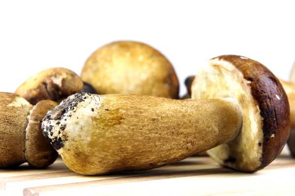 Гриби - білих грибів, білий гриб — стокове фото