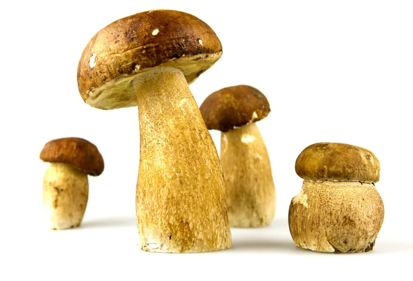 stock image Mushrooms - Porcini, Boletus edulis