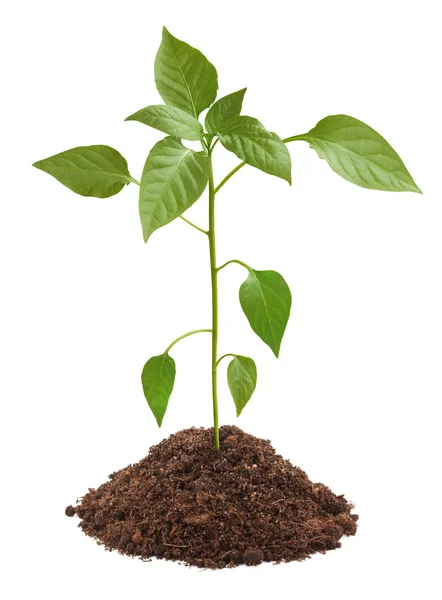 Молодое зеленое растение в почве — стоковое фото