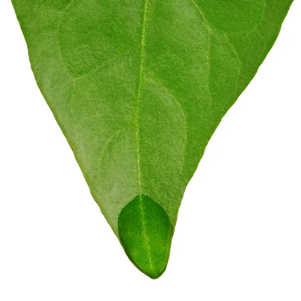 잎에 — 스톡 사진