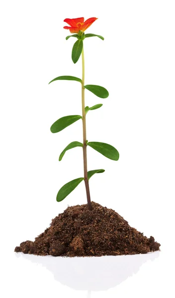 Young plant with flower in soil — Stock Photo, Image