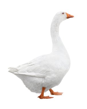 White goose clipart