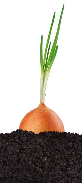 Green onion in the ground — Stock Photo, Image