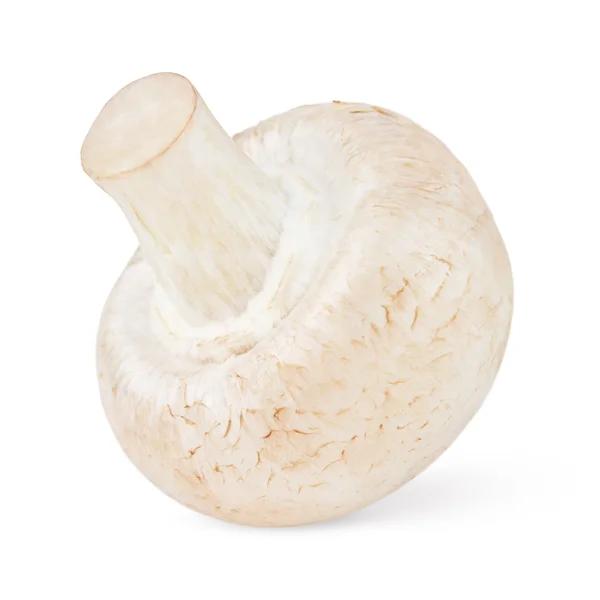 Fresh mushroom champignon — Stock Photo, Image