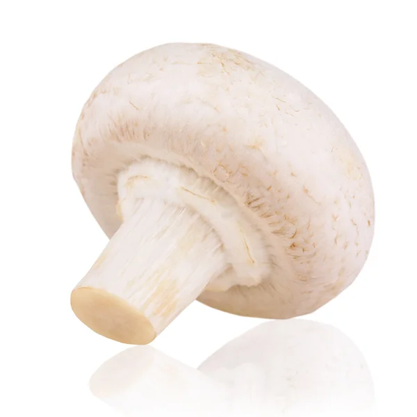 Fresh mushroom champignon — Stock Photo, Image