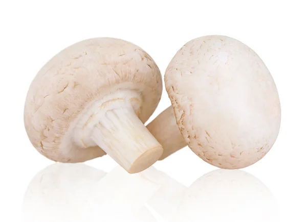 Champignon de cogumelos frescos — Fotografia de Stock