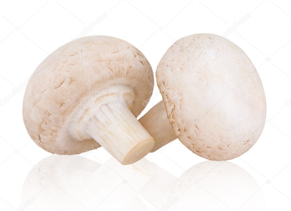 Fresh mushroom champignon