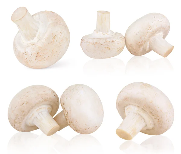 Conjunto de champinhons de cogumelos frescos — Fotografia de Stock