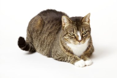 benim kedi lilly