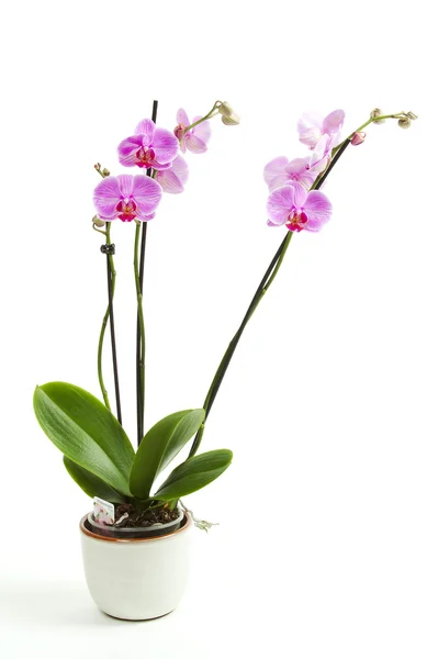 Phalaenopsis Stockfoto