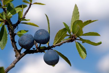 Sloes