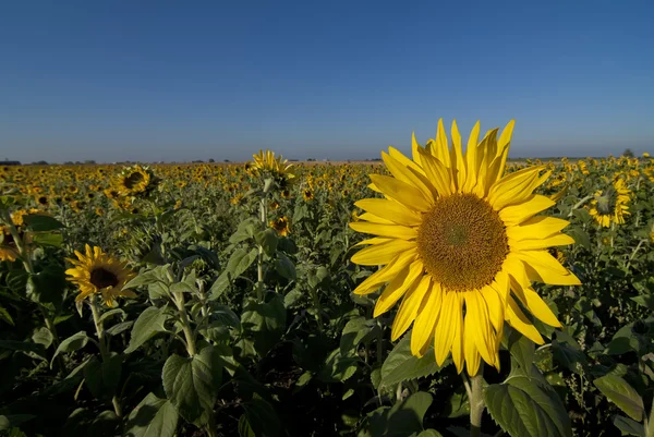 stock image Sun flower