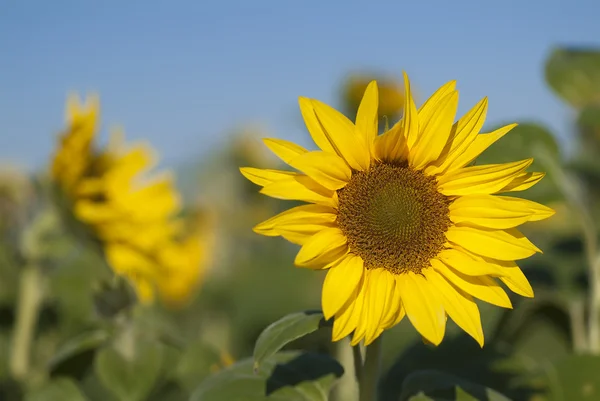 stock image Sun Flower