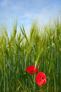 Klatschmohn